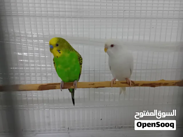 زوج ببغاء بادجي جاهزين للانتاج الوصف مهم!