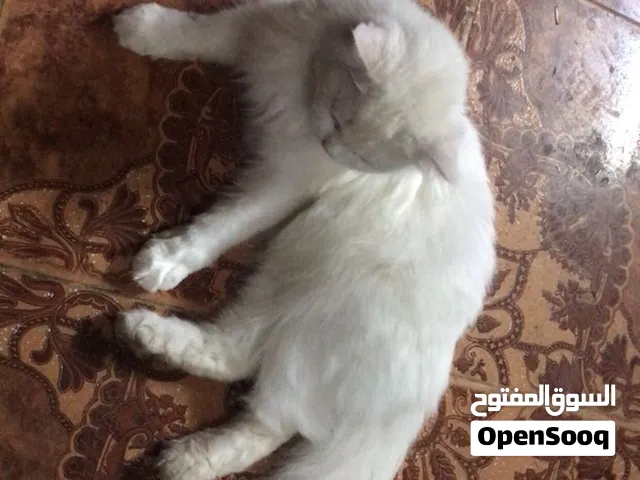 قطه اليفه للبيع 35 قابل