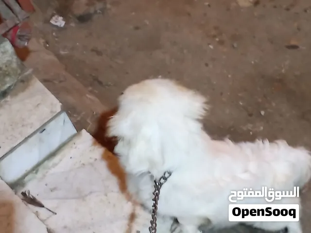 كلب جيرفون مدرب العمر 8شعور