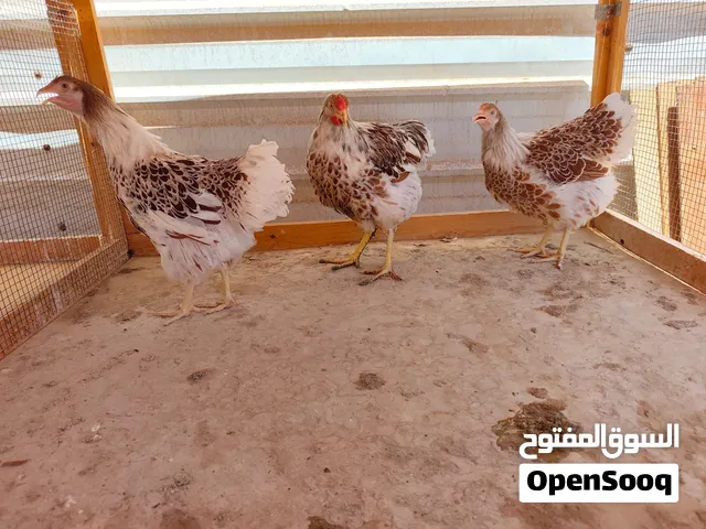 طقم دجاج وايندوت