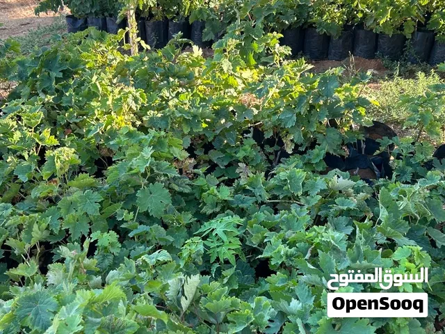 عنب و تين بلدي