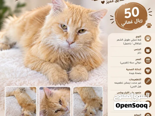 قطة ب 10 ريال شيرازية