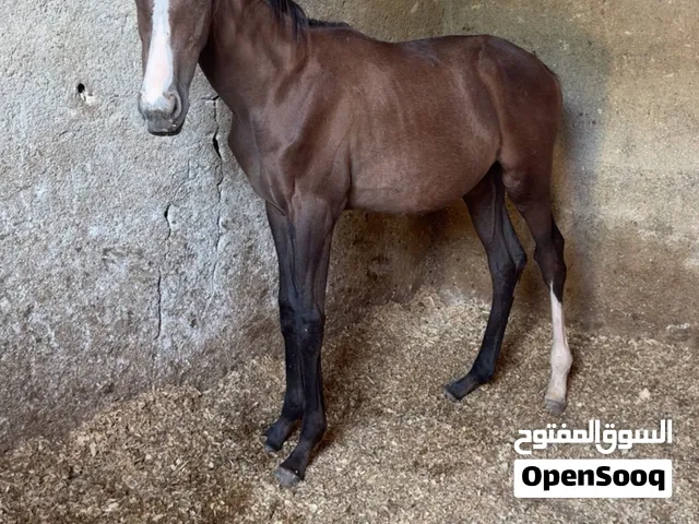 مهر انجليزي
