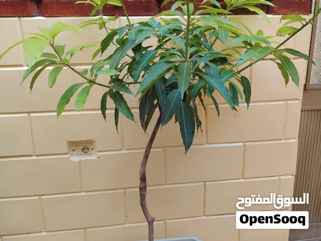 شجره مانقه للبيع ملاقمه