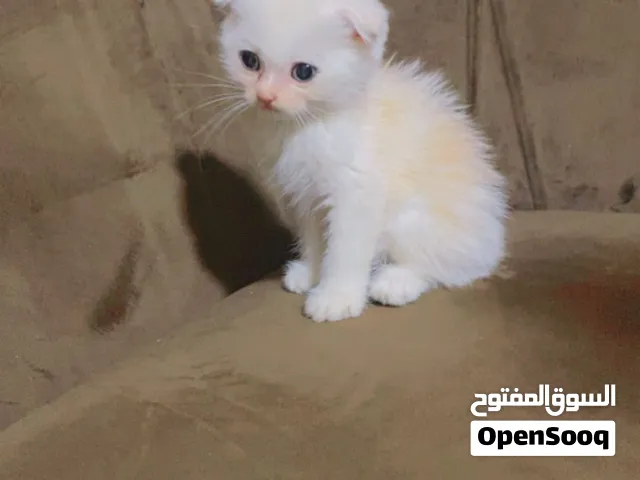 قطط سكوتش فولد