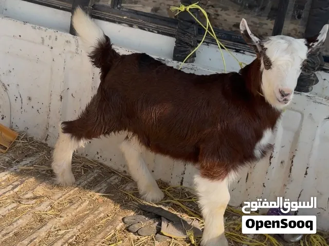 جديا رويانات حليب سمنه فل العمر شهر ونص