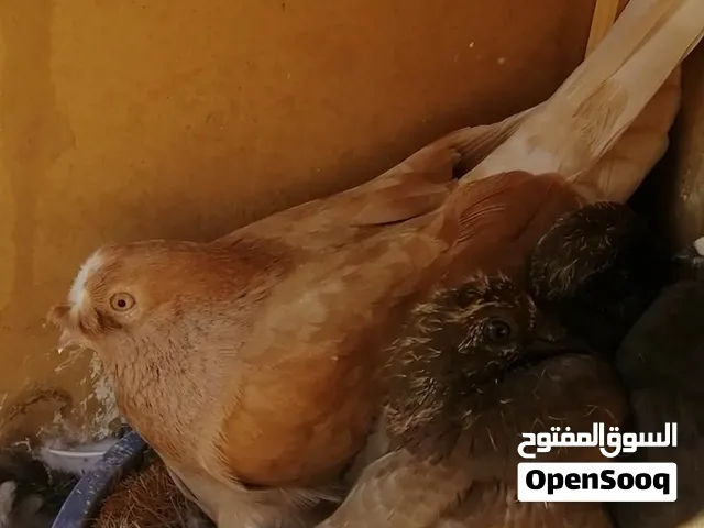 4 جواز حمام اقرأ الاعلان مع القنون والمشارب والاناره