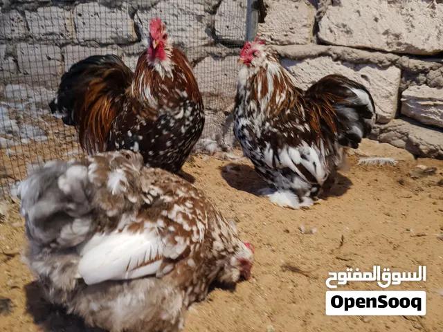 دجاجات وفروجين