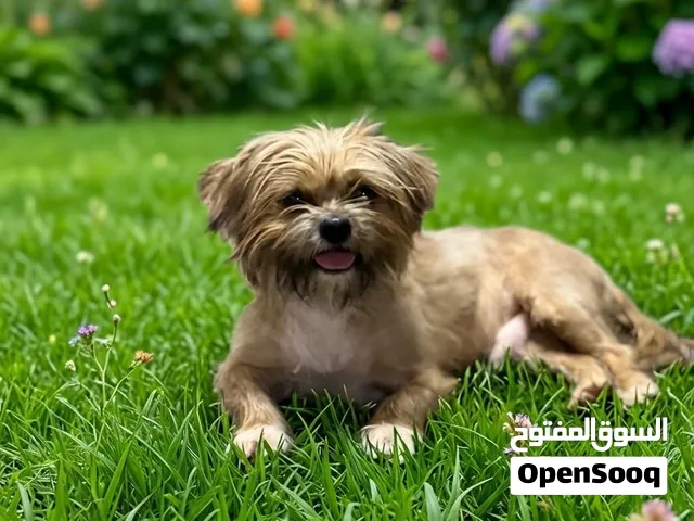 ذكر للبيع قصير الاطراف