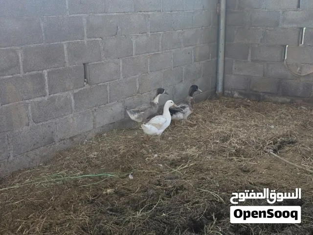 للبيع بط ماشاءالله كبار من يوم صغار معي الوحده ب5ريال