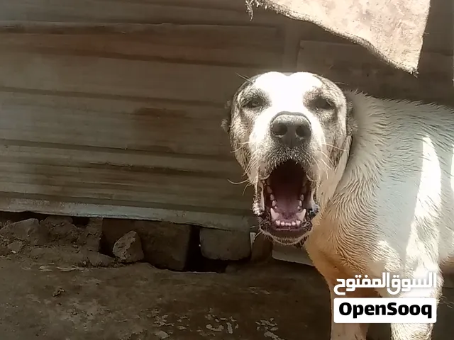 فحل خشن مال عرك