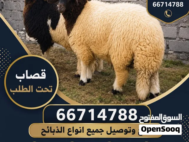 قصاب تحت الطلب ذبح وتوصل