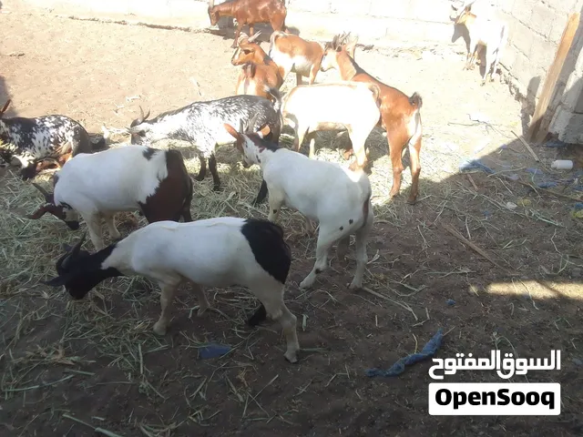 للبيع تيوسه سمان فول مره نقي اختار راس بي 50ريال فقط وجمله غير