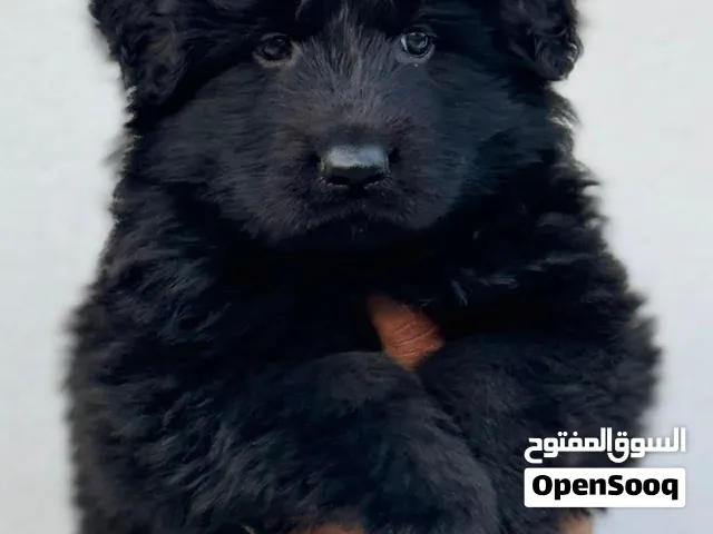 Royal black German shepherd puppies يراوه رويال بلاك جيرمن شيبرد