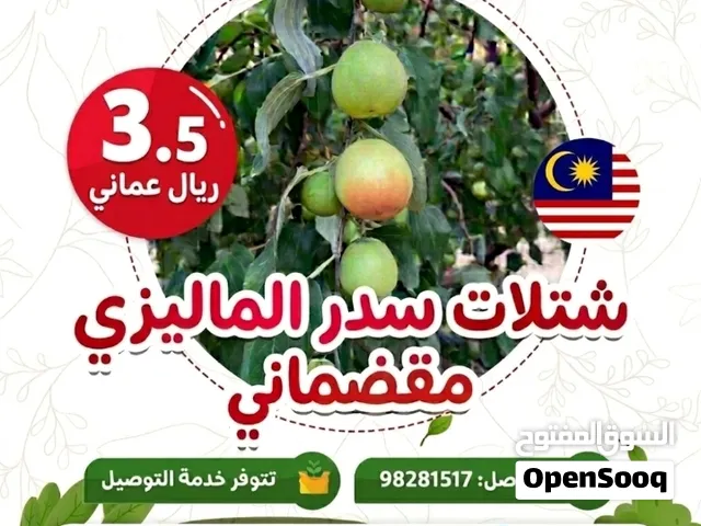 سدر الماليزي المضماني سدر التفاحي الصيني