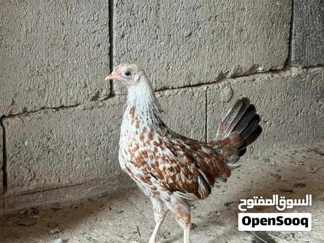 متاح فروجات شوكي تمري كويتي عمر شهرين سعر التك 10 الاف مال بيت مكاني البصره الحيانية