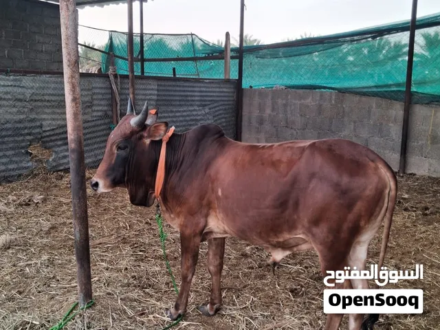 ثيران صوماليات 2