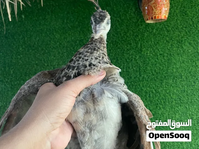 Pied peacock chick