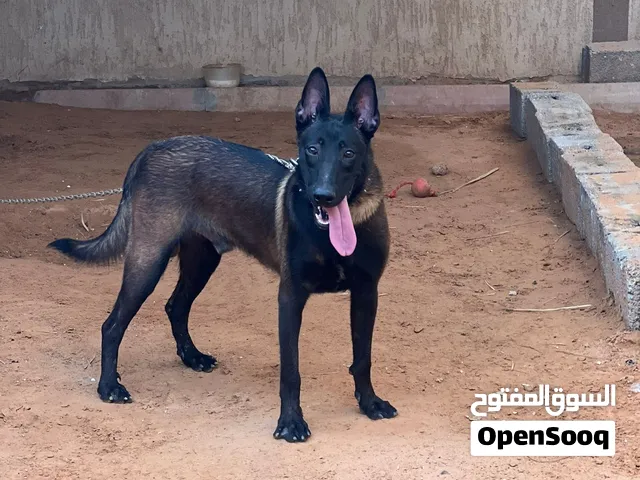 كلب ذكر ملينو للبيع انوع مكسيكي اقرا الوصف للتوصل وتس او علا الخاص اتصال مش موجود ديما