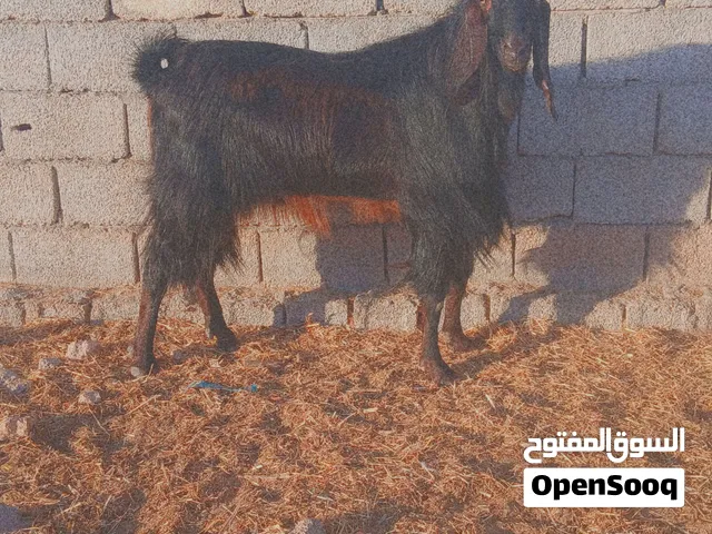 فحل معيز لاقوه الا بالله