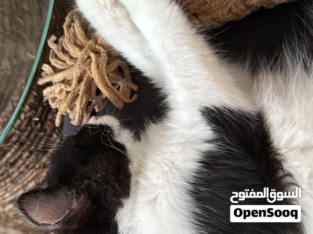 لتبني اخوان ذكور عمرهم 5 شهور