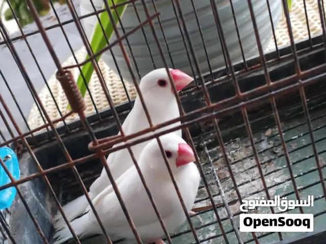 ربي بارك كوبيه