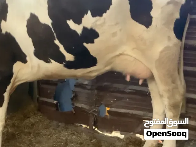 هايشه بجر اول بطن سمنتال حلوه خشنه كلش حليب بيها 25 شيشه يومها هادئه كلش سعرها 4,900 الف شط العرب