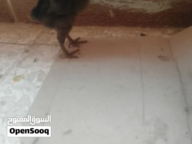 كتاكيت هندى بيور بأسعار تنافسية