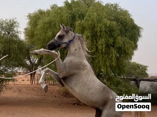 فحل عربي للبيع