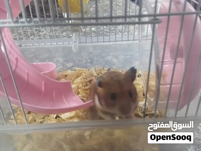 هامستر للبيع مع منزله في اربد