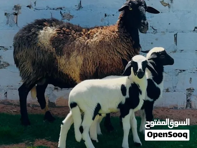 نعجه وطنيه متاومه حولي وحوليه السن اول جمع