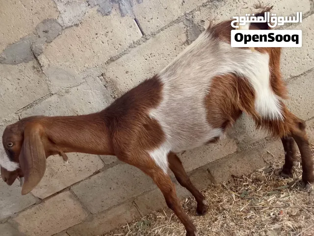 عنز ثنيه ثلاث حبات صحه ونضافه كفاله من كل اشي هاده صارلها شهر  الموقع أبو علندا  تواصل