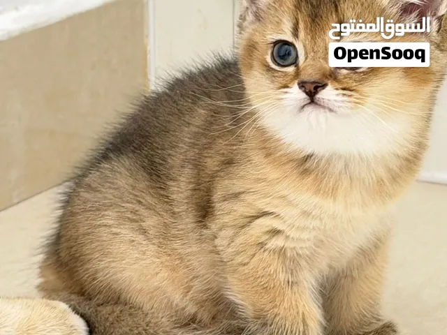 سكوتش فولد