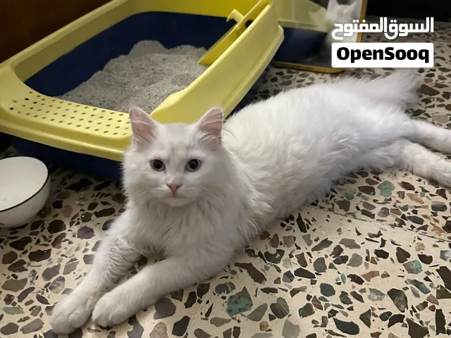 شيرازي عمر 3 اشهر مع كامل مستلزماتها