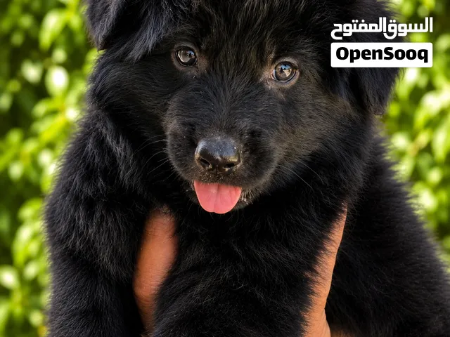 German Shepard Puppies  جراء جيرمن شيبرد