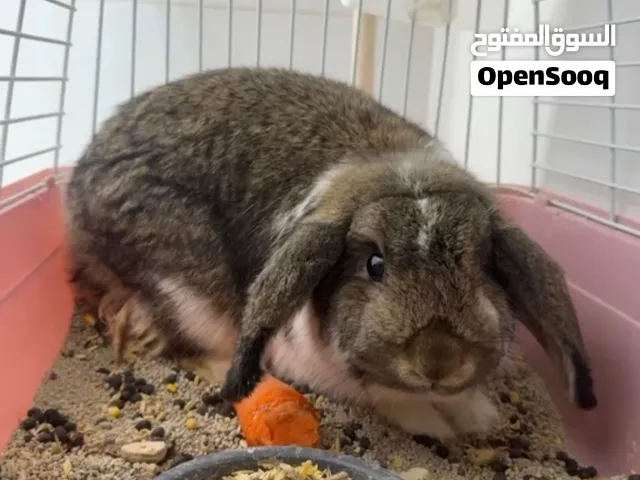 pure lop rabbits for sale ارنب بيور لوب