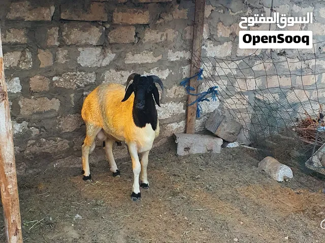 السلام عليكم خروف ادرع  ماشاء الله تبارك الله مسلان كويس مليان..عز الكسبه ولا بتدبح طرابلس زناته وشك