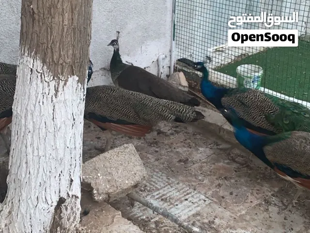 طاووس مرقط للبيع  زوج من الذكور والإناث ذكران