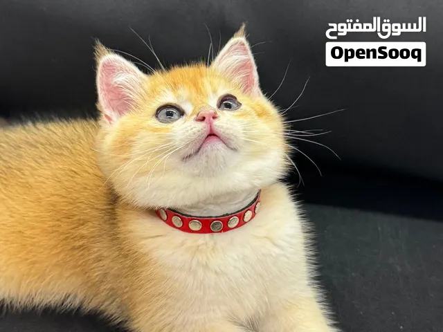 كيتن ذكر بريتش ny12 مستوى عالي جداً بعمر 3 شهور