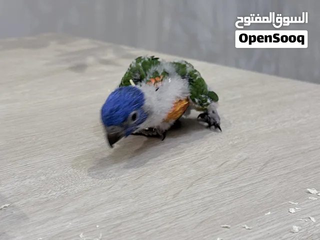 فرخ لوري رينبو للبيع مع أغراضه – القطيف