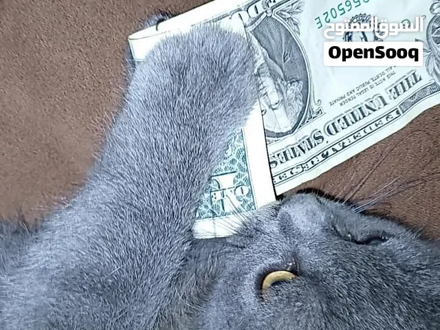مكس بريطاني (British Shorthair)