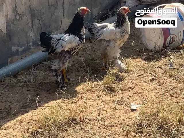 كوبيه برهما لي اعلي سعر