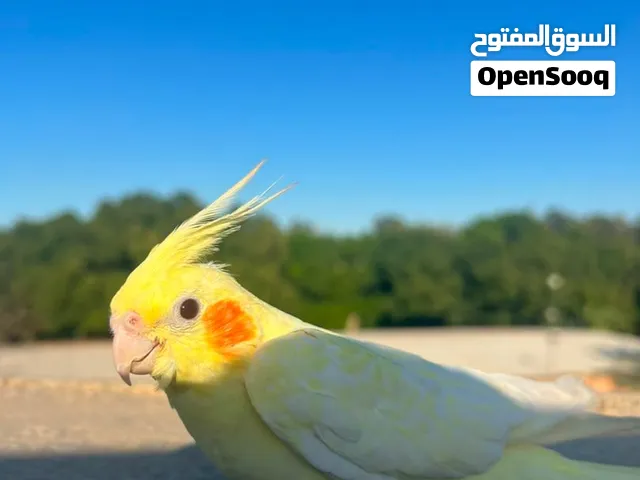 كوكتيل لاتيني مروض اليف عين حمرا 350دينار اقرا الوصف