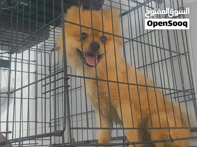 كلب بوميرانيان برتقالي لعوب واليف جدا مطعم بجوازه حالته ممتازة