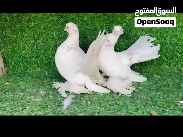 كوبيا روسي مصوقرة مواصفات طيبة