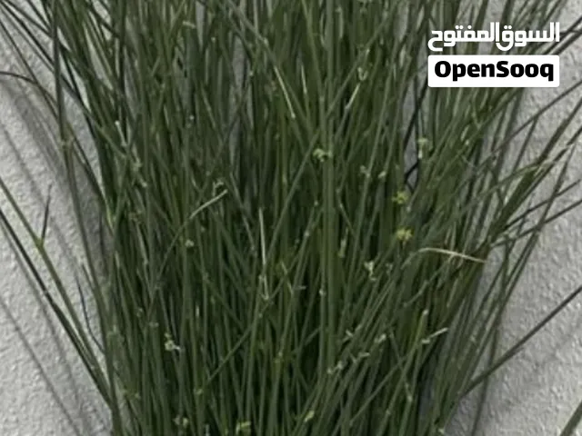 مرخ طازج للحنيذ