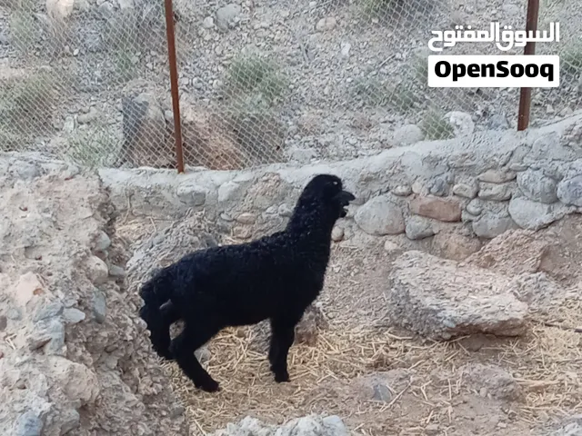 كبش عماني اصل 75 اخر