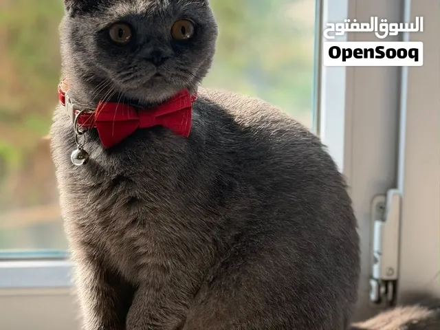 للبيع: قطة سكوتش فولد صغيره عمرها 10 شهور