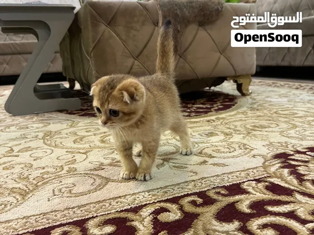 للبيع سكوتش فولد لون  قولد يحب العبب