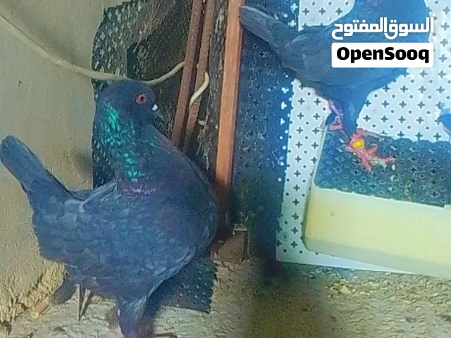اربع جواز كنقات قراقطه
